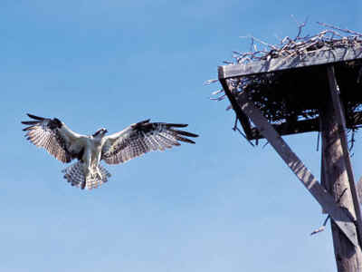 osprey.jpg (91609 bytes)